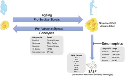 Frontiers | Senolytics: A Translational Bridge Between Cellular ...